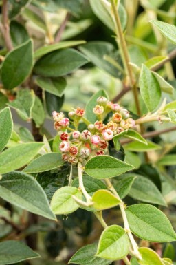 Cotonéaster Cotoneaster franchetii arbuste Cotoneaster franchetii