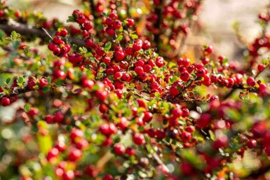 Cotonéaster Cotoneaster horizontalis arbuste Cotoneaster horizontalis arbuste