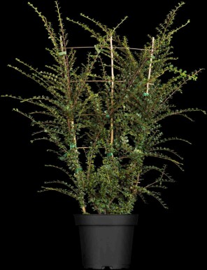 Cotoneaster horizontalis arbuste 30-40 cm