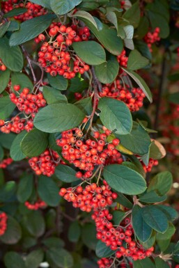 Cotonéaster laiteux Cotoneaster lacteus arbuste Cotoneaster lacteus arbuste