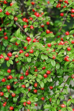 Cotonéaster rampant Cotoneaster suecicus 'Coral Beauty' arbuste Cotoneaster suecicus 'Coral Beauty' arbuste