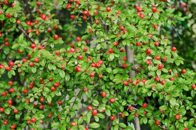 Cotonéaster rampant Cotoneaster suecicus 'Coral Beauty' arbuste Cotoneaster suecicus 'Coral Beauty' arbuste