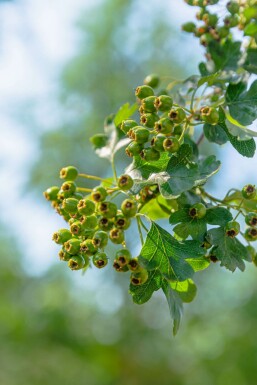 Aubépine Crataegus monogyna arbuste Crataegus monogyna arbuste