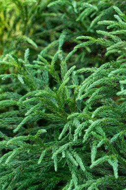 Cryptomeria Cryptomeria japonica 'Globosa Nana' arbuste Cryptomeria japonica 'Globosa Nana' arbuste