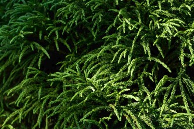 Cryptomeria Cryptomeria japonica 'Globosa Nana' arbuste Cryptomeria japonica 'Globosa Nana' arbuste