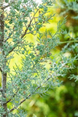 Cyprès bleu Cupressus arizonica 'Fastigiata' arbuste Cupressus arizonica 'Fastigiata' arbuste