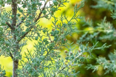 Cyprès bleu Cupressus arizonica 'Fastigiata' arbuste Cupressus arizonica 'Fastigiata' arbuste