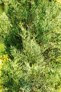 Cyprès de provence Cupressus sempervirens 'Pyramidalis' arbuste Cupressus sempervirens 'Pyramidalis' arbuste