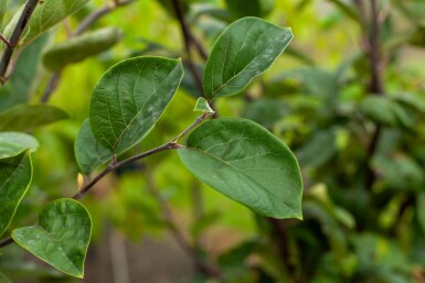 Coing Cydonia oblonga 'Vranja' arbuste Cydonia oblonga 'Vranja' arbuste