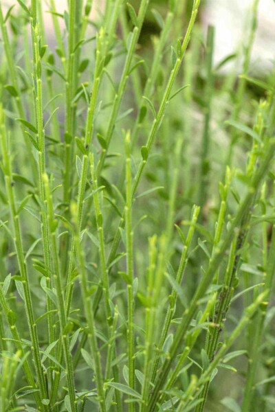 Genêt Cytisus 'Lena' arbuste Cytisus 'Lena' arbuste