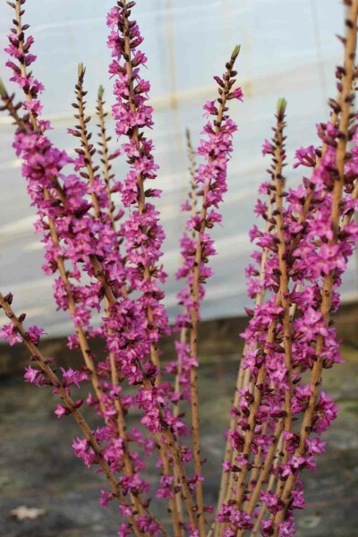 Bois gentil Daphne mezereum 'Rubra' arbuste Daphne mezereum 'Rubra' arbuste