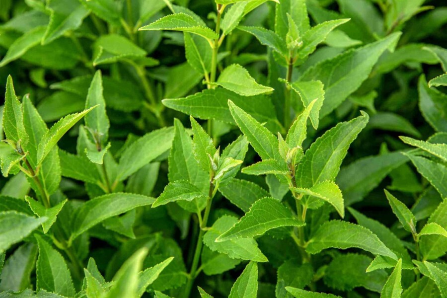 Arbuste de printemps Deutzia gracilis arbuste 30-40 C1,7 Deutzia gracilis arbuste 30-40 cm