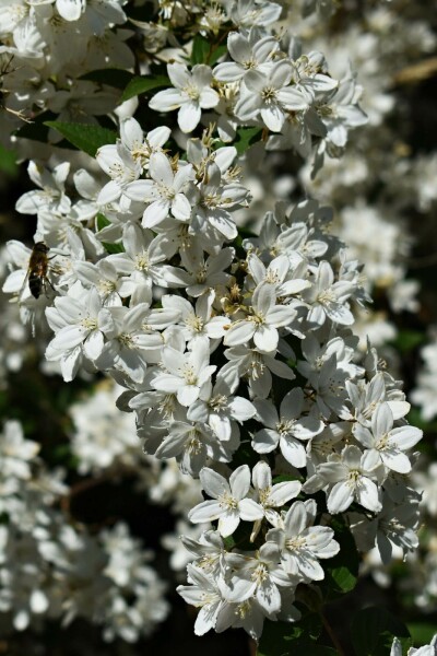 Deutzia gracilis 'Nikko' arbuste 30-40 cm