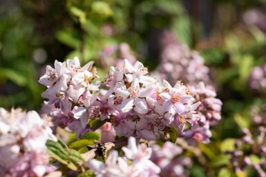 Deutzia 'Mont Rose' arbuste 30-40 cm