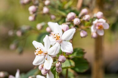 Deutzia 'Mont Rose' arbuste 30-40 cm