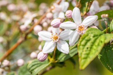Deutzia 'Mont Rose' arbuste 30-40 cm