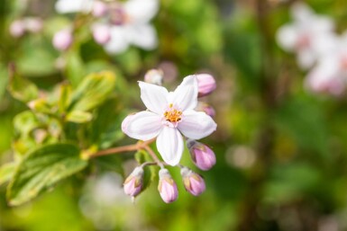 Deutzia 'Mont Rose' arbuste 30-40 cm