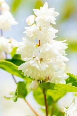 Deutzia rugueuse Deutzia scabra 'Plena' arbuste Deutzia scabra 'Plena'