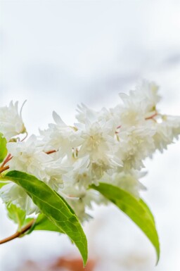 Deutzia rugueuse Deutzia scabra 'Plena' arbuste Deutzia scabra 'Plena'