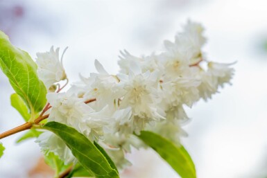 Deutzia scabra 'Plena' arbuste 80-100 cm