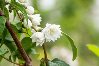 Deutzia scabra 'Plena' arbuste 80-100 cm