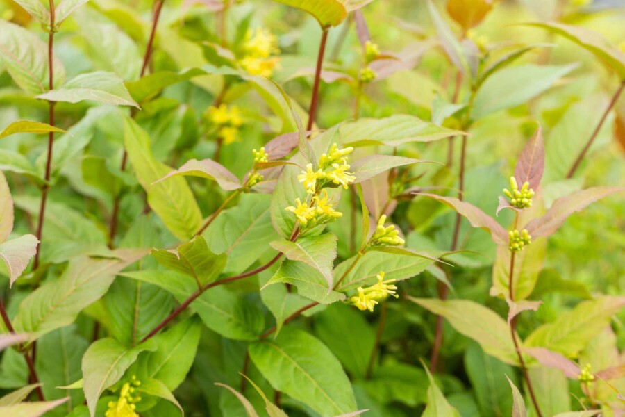 Diervillée Diervilla splendens arbuste Diervilla splendens arbuste