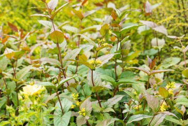 Diervillée Diervilla splendens arbuste Diervilla splendens arbuste