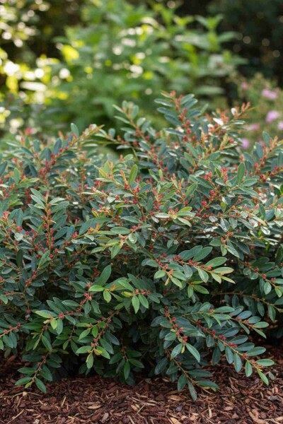 Distylium 'Blue Cascade' arbuste