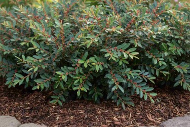 Distylium 'Blue Cascade' arbuste