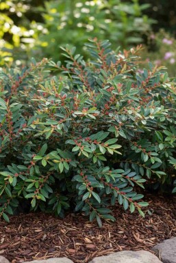 Distylium 'Blue Cascade' arbuste