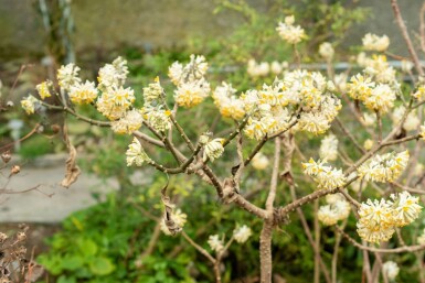 Buisson à papier Edgeworthia chrysantha arbuste Edgeworthia chrysantha arbuste