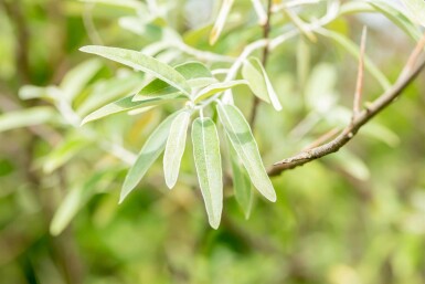 Olivier de bohême Elaeagnus angustifolia arbuste Elaeagnus angustifolia arbuste
