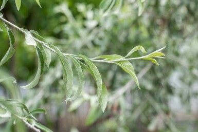 Olivier de bohême Elaeagnus angustifolia arbuste Elaeagnus angustifolia arbuste