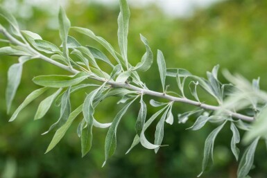 Olivier de bohême Elaeagnus angustifolia arbuste Elaeagnus angustifolia arbuste