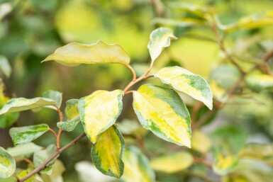 Chalef Elaeagnus ebbingei 'Limelight' arbuste Elaeagnus ebbingei 'Limelight' arbuste