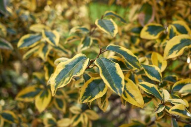 Chalef piquant Elaeagnus pungens 'Maculata' arbuste Elaeagnus pungens 'Maculata' arbuste