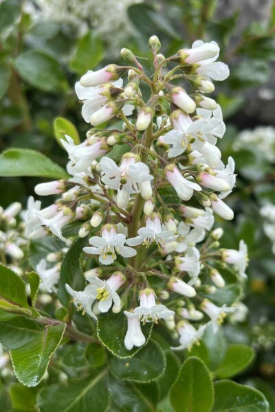 Escallonia 'Iveyi' arbuste 40-50 cm