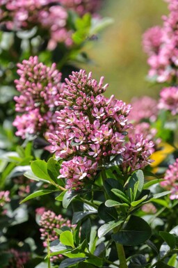 Escallonie Escallonia 'Pink Elle' arbuste Escallonia 'Pink Elle' arbuste