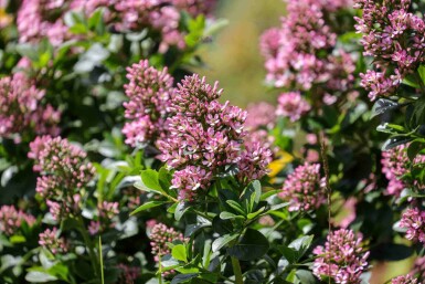Escallonie Escallonia 'Pink Elle' arbuste Escallonia 'Pink Elle' arbuste
