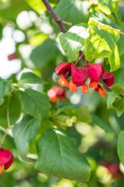 Bonnet de prêtre Euonymus europaeus arbuste Euonymus europaeus arbuste