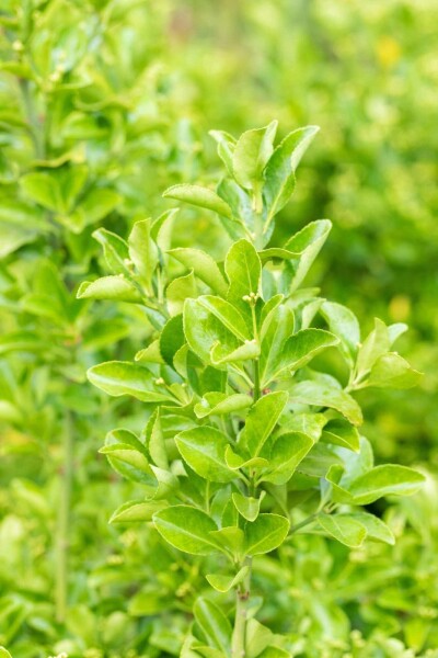 Euonymus japonicus arbuste 20-30 cm