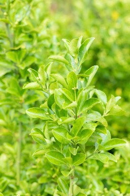 Fusain du japon Euonymus japonicus arbuste Euonymus japonicus arbuste