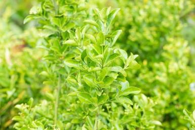 Fusain du japon Euonymus japonicus arbuste Euonymus japonicus arbuste