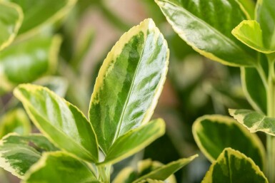 Fusain du japon Euonymus japonicus 'Aureomarginatus' arbuste Euonymus japonicus 'Aureomarginatus' arbuste