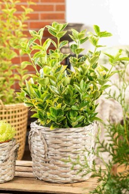 Euonymus japonicus 'Aureomarginatus' arbuste 30-40 cm