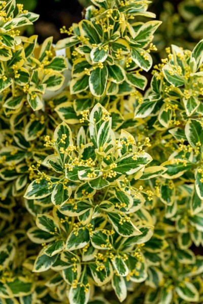 Euonymus japonicus 'Bravo' arbuste 80-100 cm C18