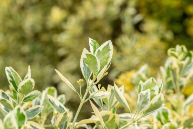 Euonymus japonicus 'Bravo' arbuste 80-100 cm C18