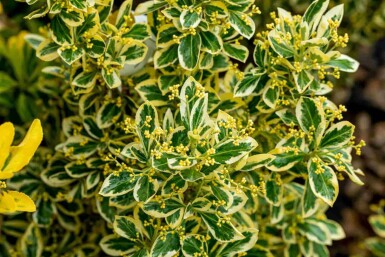 Euonymus japonicus 'Bravo' arbuste 80-100 cm C18