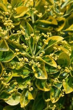 Fusain du japon Euonymus japonicus 'Marieke' arbuste Euonymus japonicus 'Marieke' arbuste