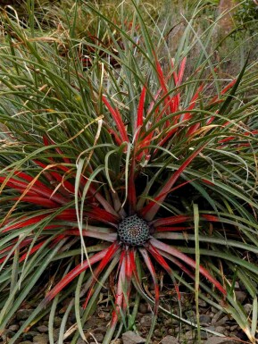 Bromélia bicolore Fascicularia bicolor arbuste Fascicularia bicolor arbuste